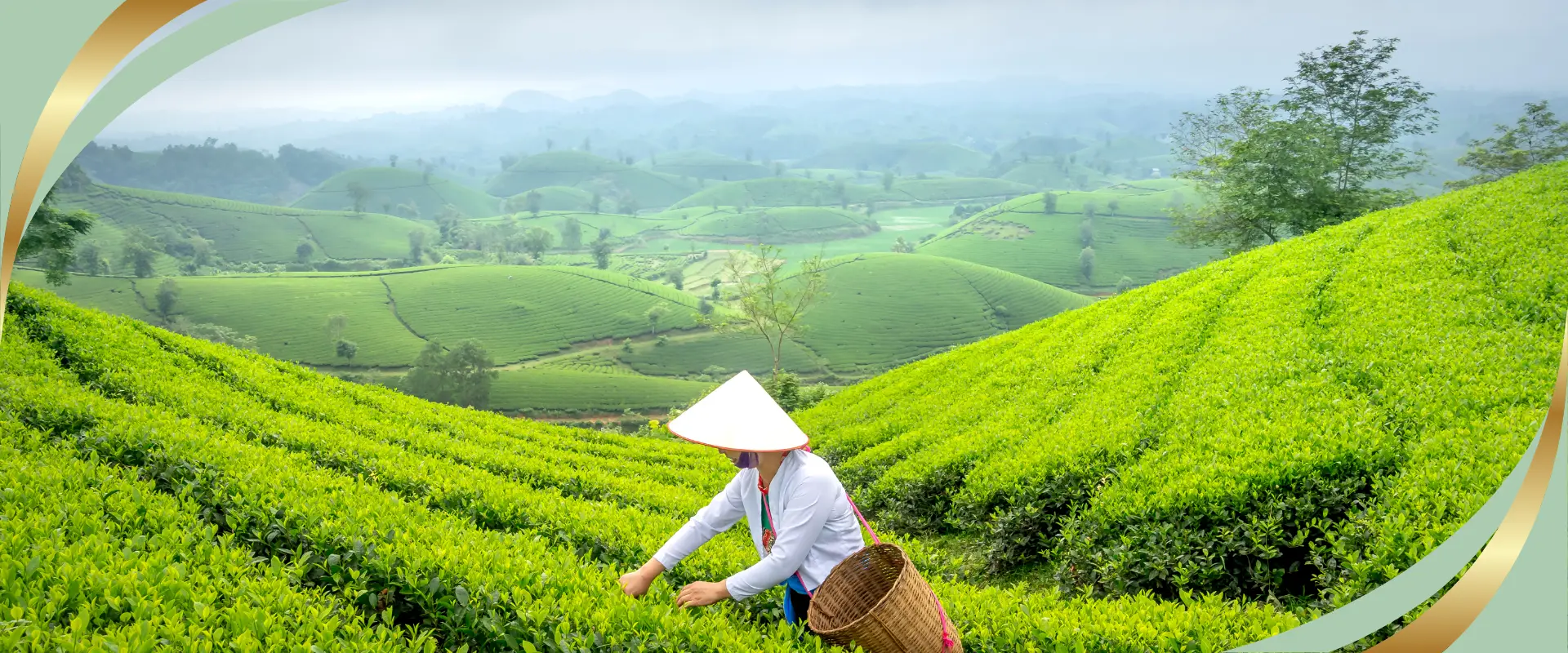 theeplant Camellia Sinensis