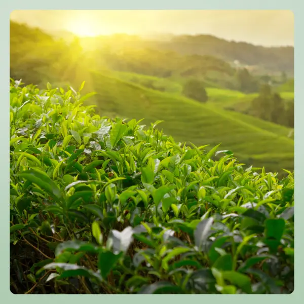 theeplant theemoment